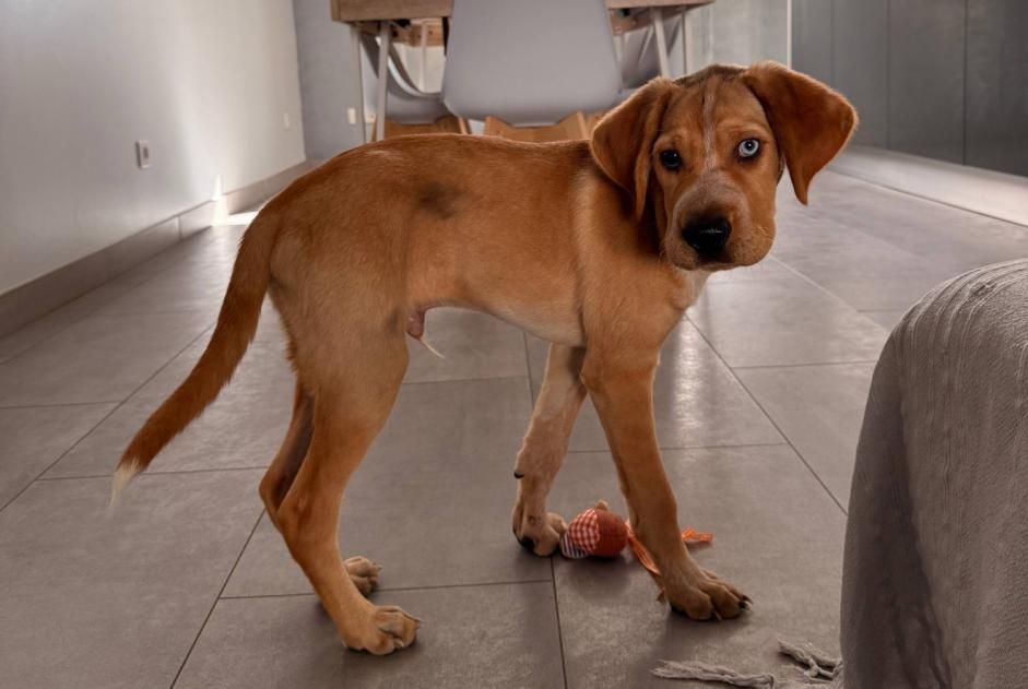 Fundmeldung Hund Männliche Rognac Frankreich