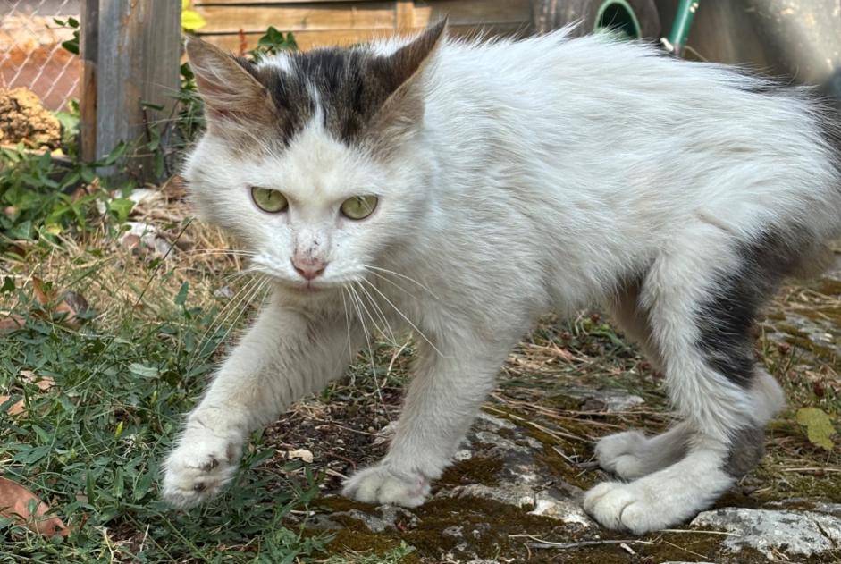 Fundmeldung Katze Männliche Chambray-lès-Tours Frankreich