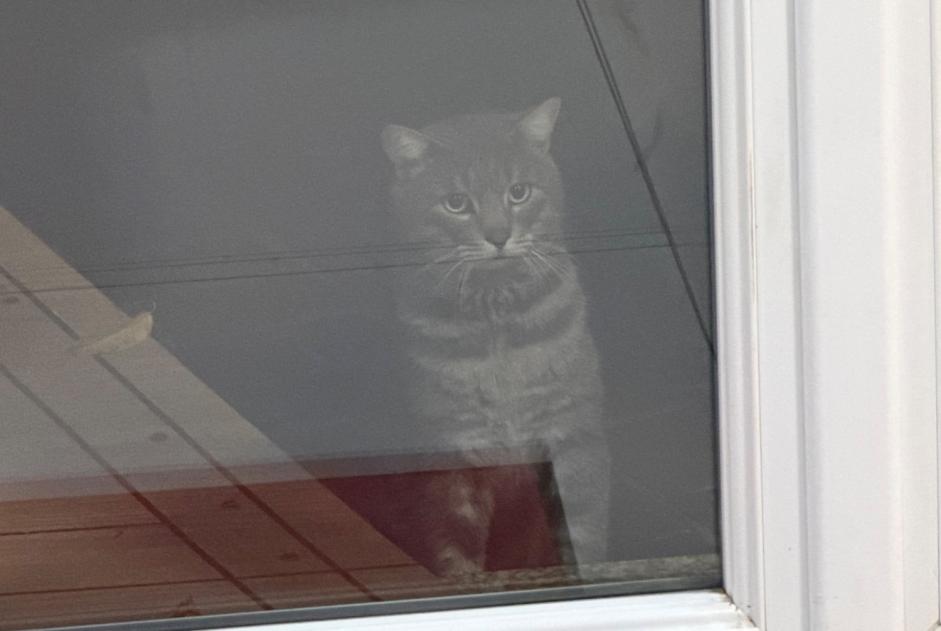 Discovery alert Cat  Unknown Ozoir-la-Ferrière France