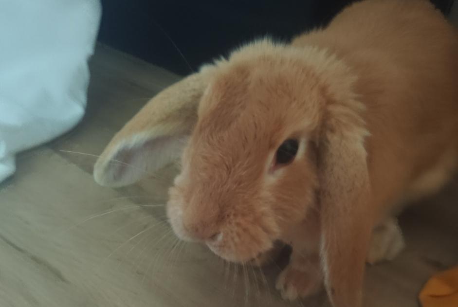 Discovery alert Rabbit Female Méru France