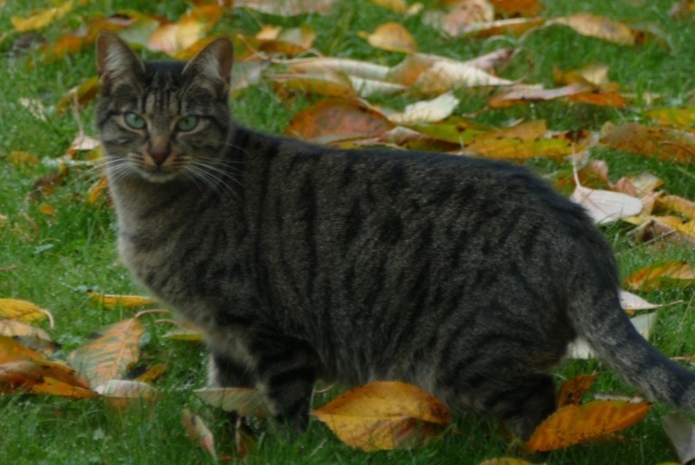 Alerte Disparition Chat Femelle , 3 ans Avrainville France