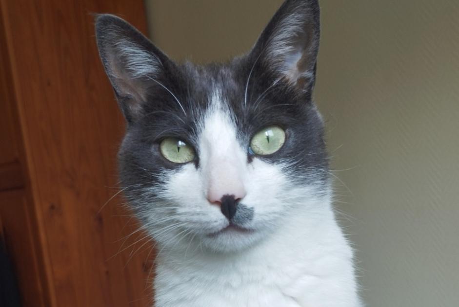 Alerte Disparition Chat Femelle , 2 ans Mettray France