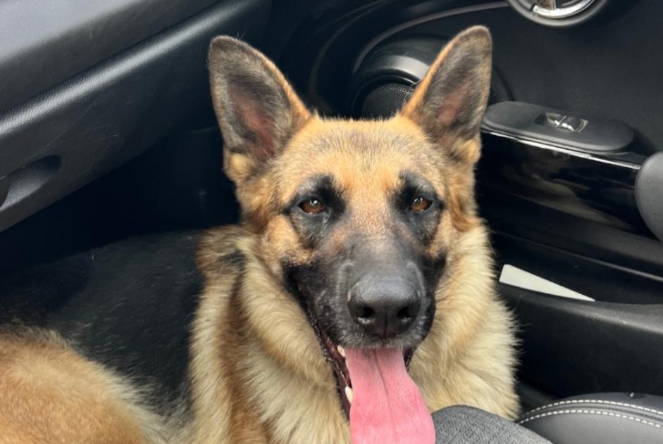 Alerte Découverte Chien  Femelle Courcelles-de-Touraine France