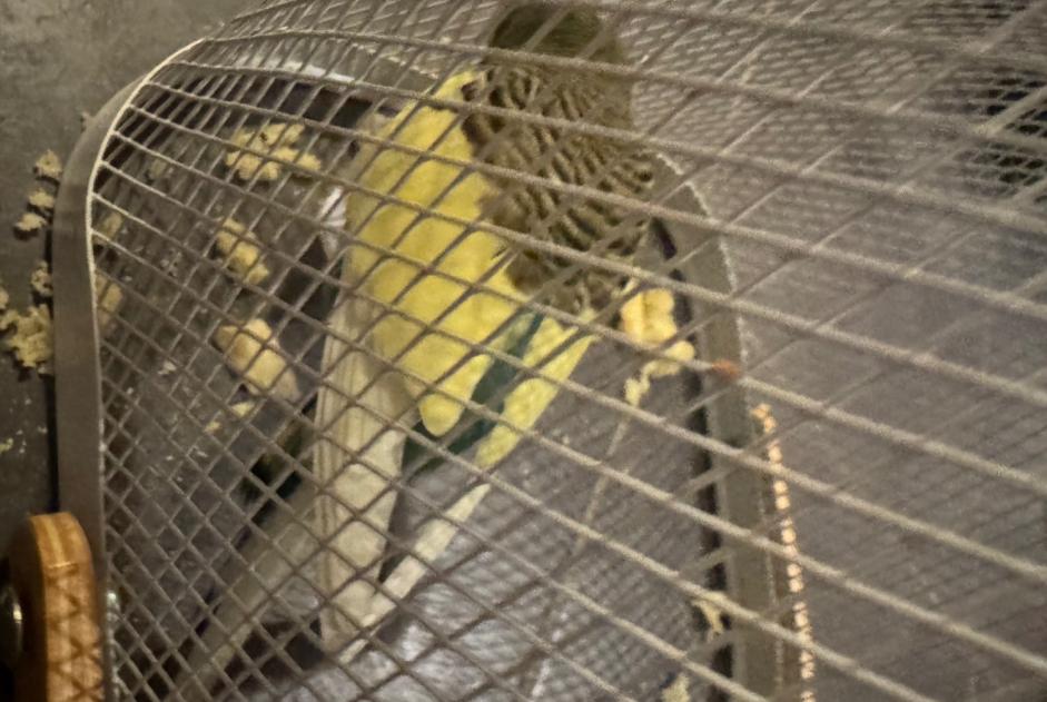 Alerte Découverte Oiseau Inconnu Théza France