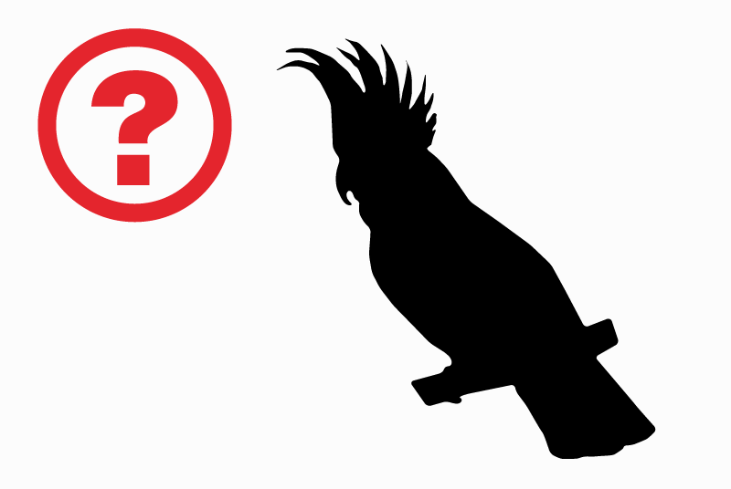 Fundmeldung Vogel Weiblich Marseille Frankreich