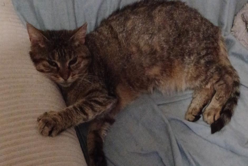 Alerta desaparecimento Gato cruzamento Fêmea , 3 anos Hommes France