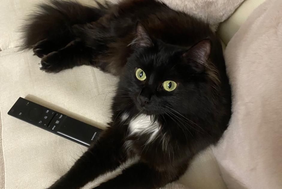 Alerta desaparecimento Gato Fêmea , 3 anos Chinon France