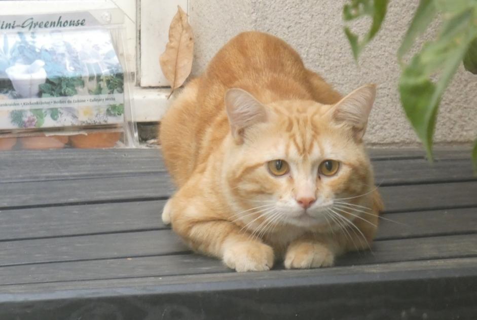 Alerta descoberta Gato Macho Paris France